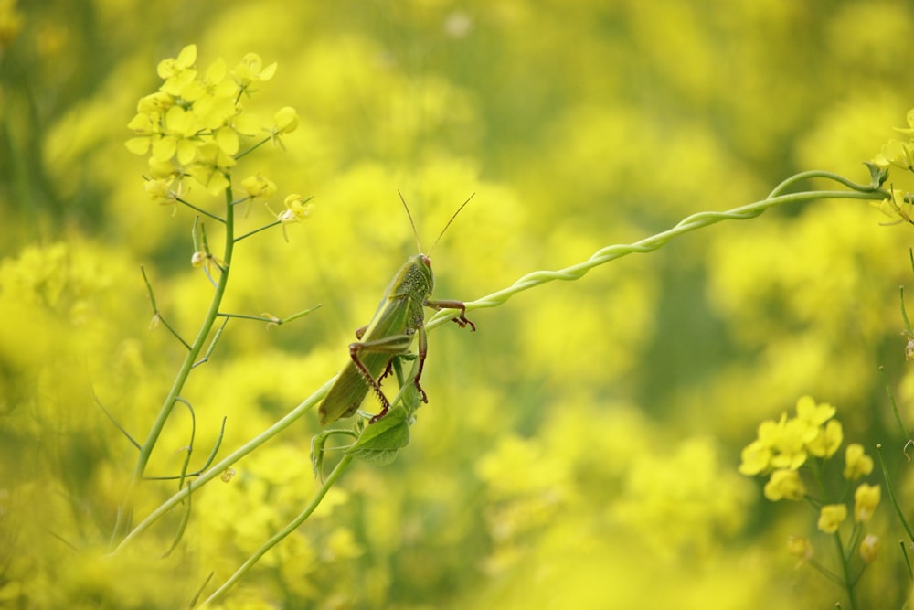 green grasshopper on plant