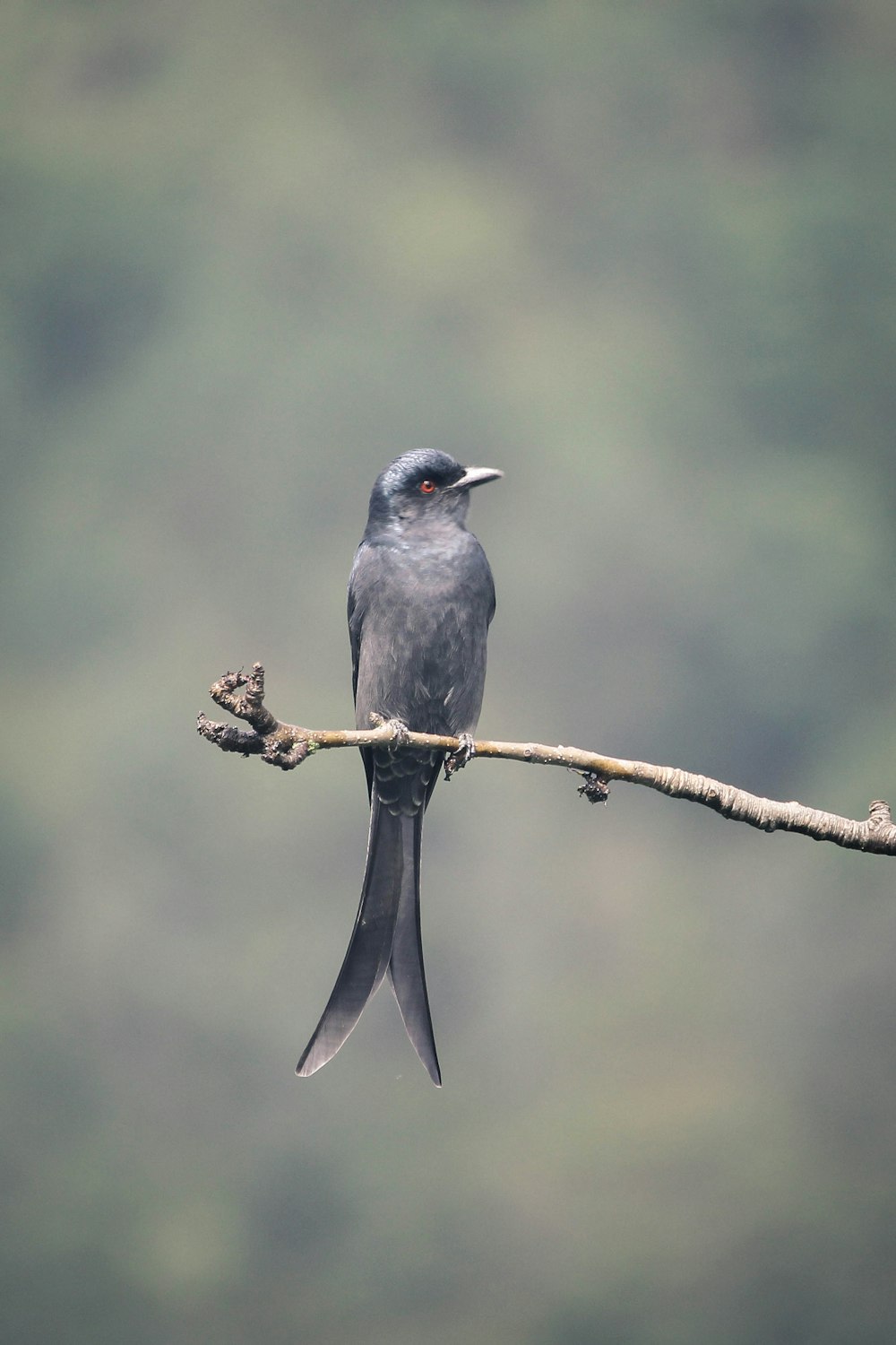pájaro gris en la parte superior de la rama del árbol durante el día