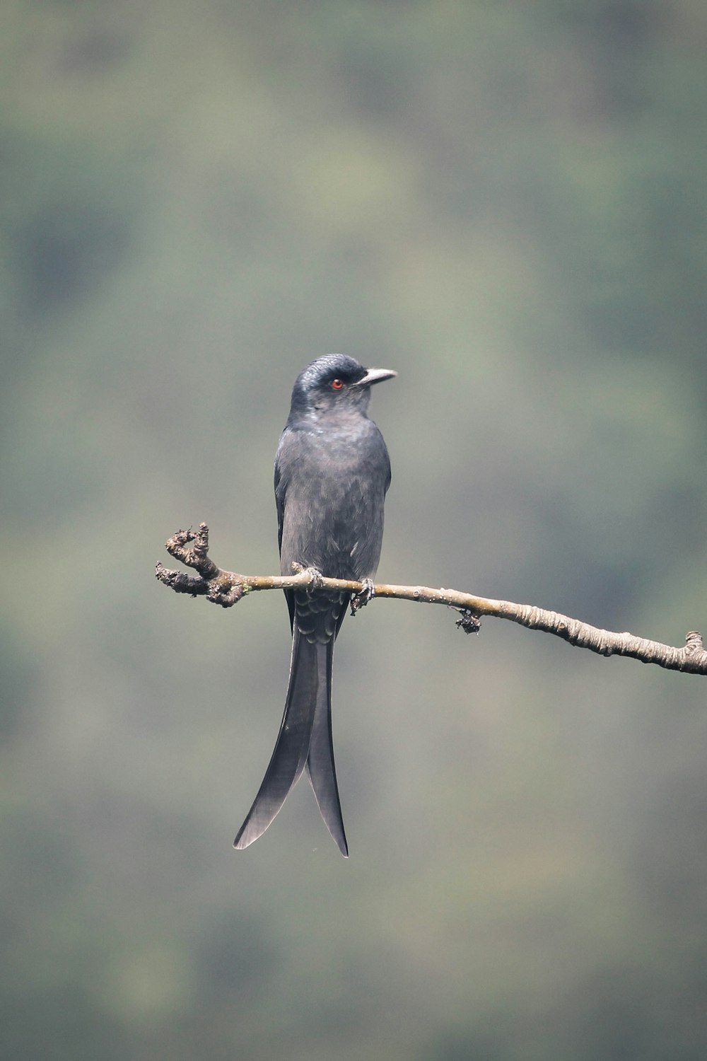 gray bird on top of tree branch during daytime