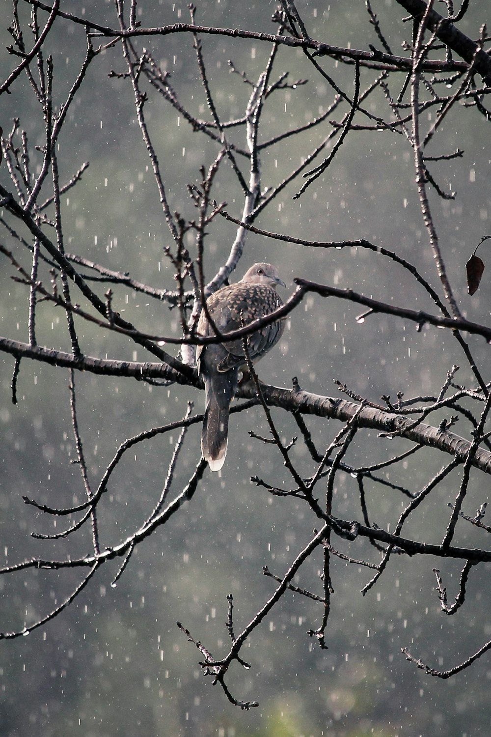 brown bird on tree branch