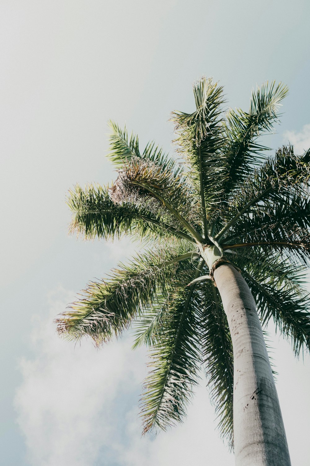fotografia de baixo ângulo de uma palmeira