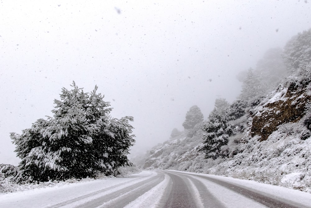 pavimento de la carretera entre los árboles