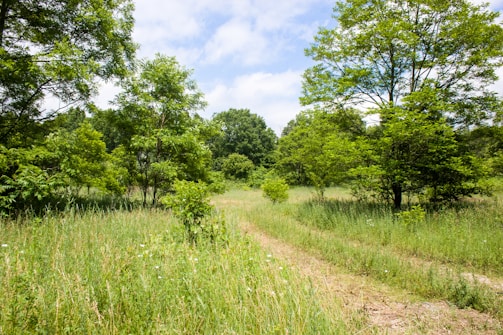 A peaceful outdoor scene symbolizing emotional wellness and growth.