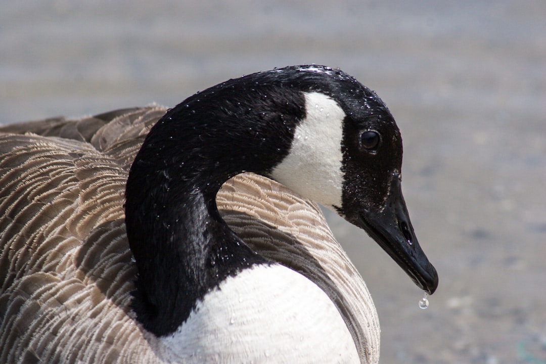  macro shot photography of white and black swan black bird