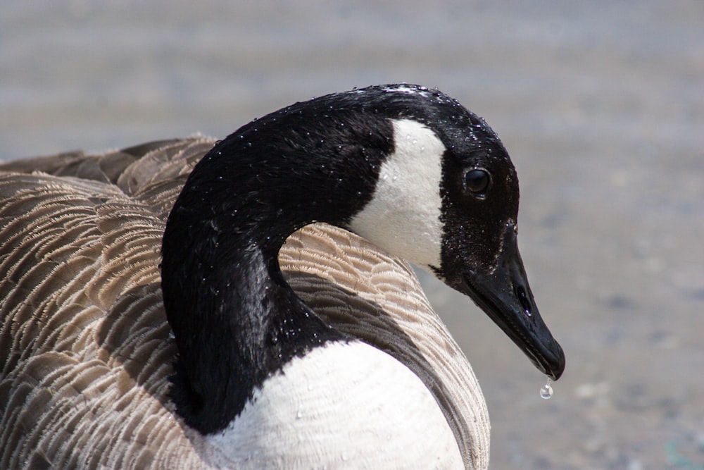Fotografía macro de cisne blanco y negro