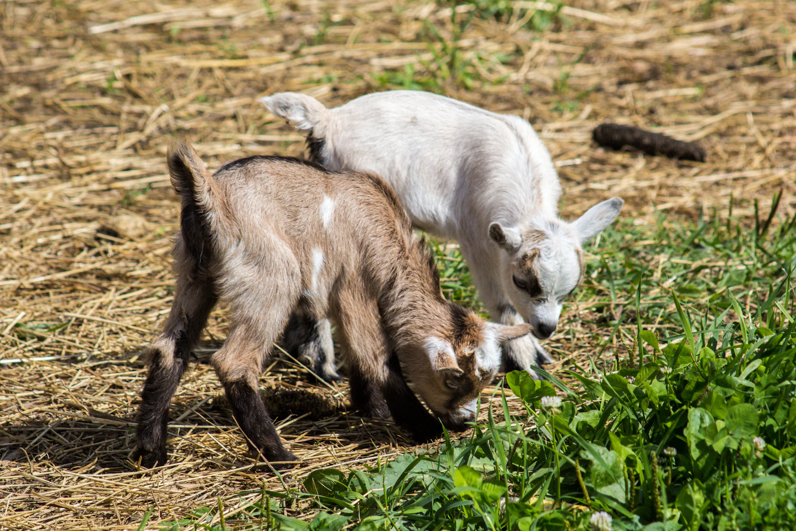 Two white and brown goat kids eating grass