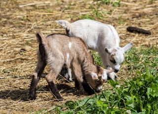 two white and brown goat kids eating grass