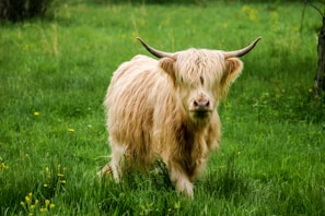 A colorful illustration of Baxter the Highland cow in a lush green field.