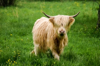 A colorful illustration of Baxter the Highland cow in a lush green field.