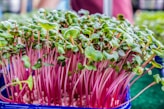 A vibrant cluster of microgreens with bright pink stems and fresh green leaves, growing densely in a container. The microgreens appear healthy and are likely in an indoor or controlled environment.