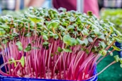 A vibrant cluster of microgreens with bright pink stems and fresh green leaves, growing densely in a container. The microgreens appear healthy and are likely in an indoor or controlled environment.