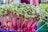 A vibrant cluster of microgreens with bright pink stems and fresh green leaves, growing densely in a container. The microgreens appear healthy and are likely in an indoor or controlled environment.