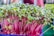A vibrant cluster of microgreens with bright pink stems and fresh green leaves, growing densely in a container. The microgreens appear healthy and are likely in an indoor or controlled environment.