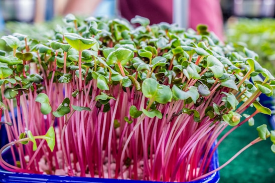 A vibrant cluster of microgreens with bright pink stems and fresh green leaves, growing densely in a container. The microgreens appear healthy and are likely in an indoor or controlled environment.