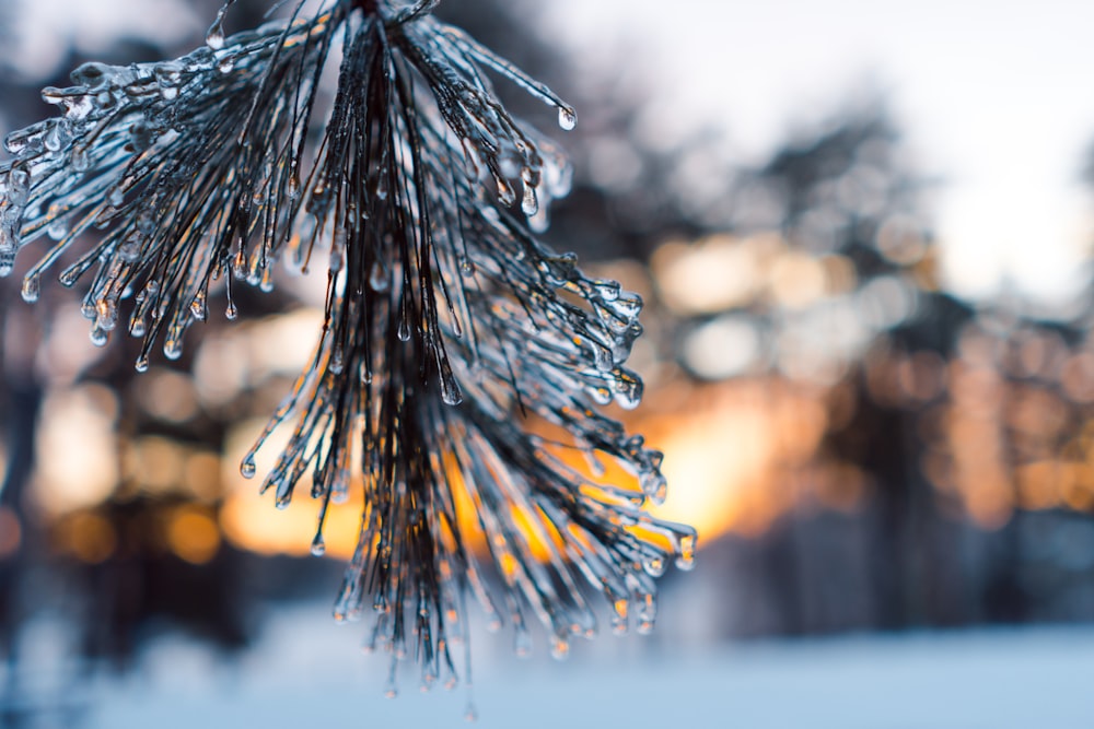 a close up of a pine tree with ice on it