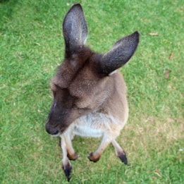 A young kangaroo viewed from above sitting on a grassy surface. Its large ears are prominently visible, and its fur is a mix of brown and grey tones. The kangaroo is facing slightly to the side, showing its profile against the green grass.