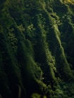 aerial photo of forest