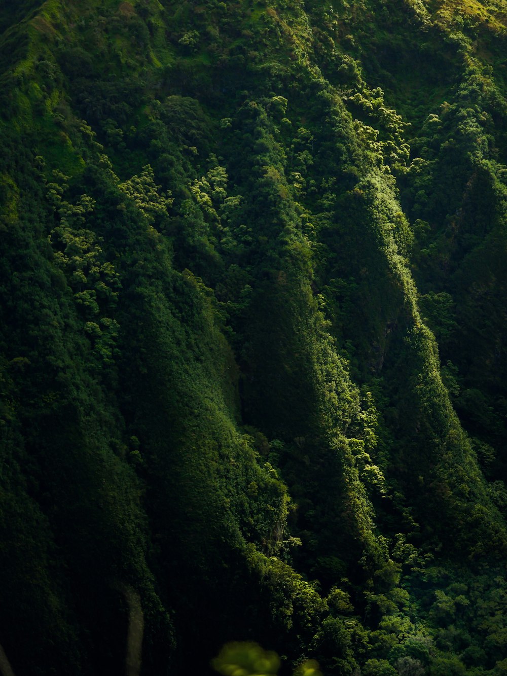 aerial photo of forest