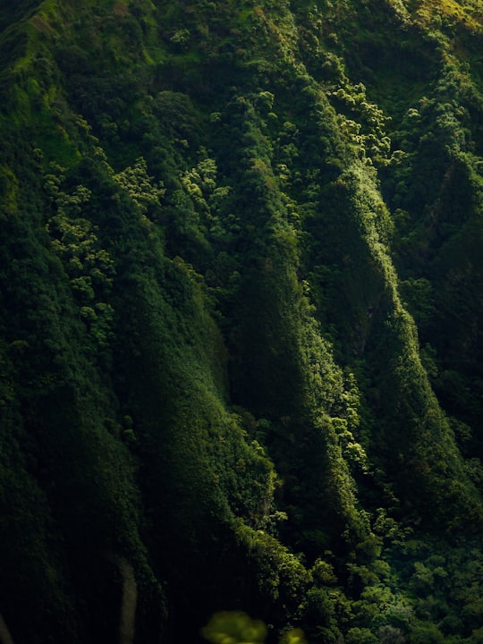 aerial photo of forest in Hawaii United States