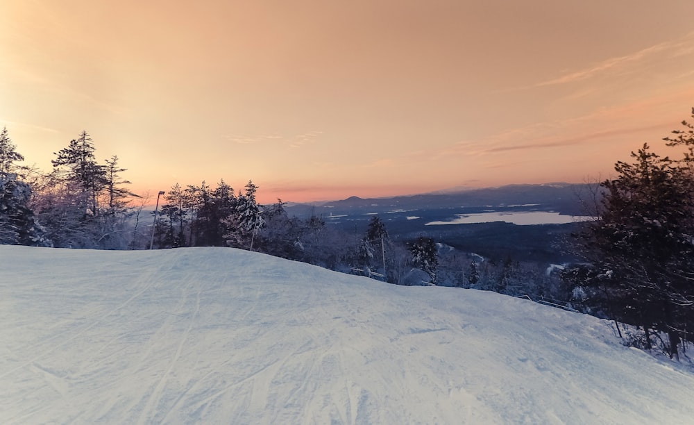 alberi sulla montagna coperti di neve