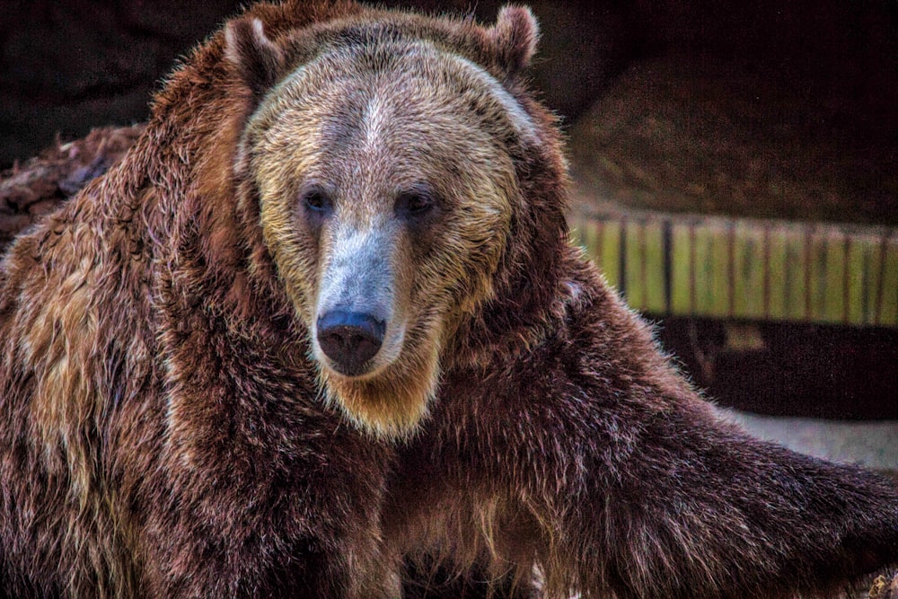 brown grizzly bear