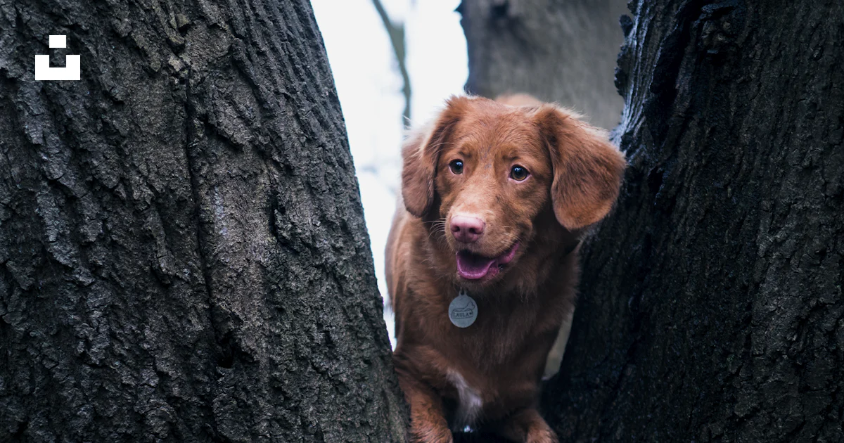 Dog on tree photo – Free Surrey hills area of outstanding natural ...