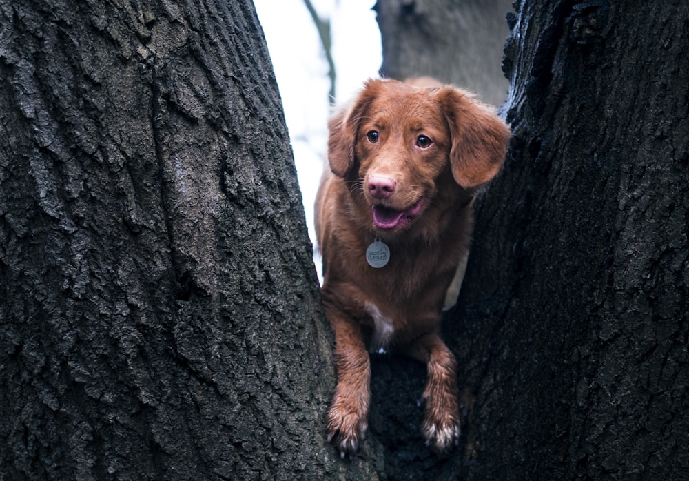 dog on tree