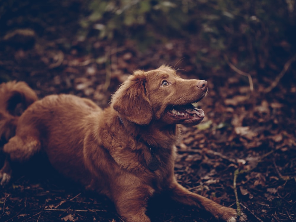 Brauner Hund mit langem Fell tagsüber