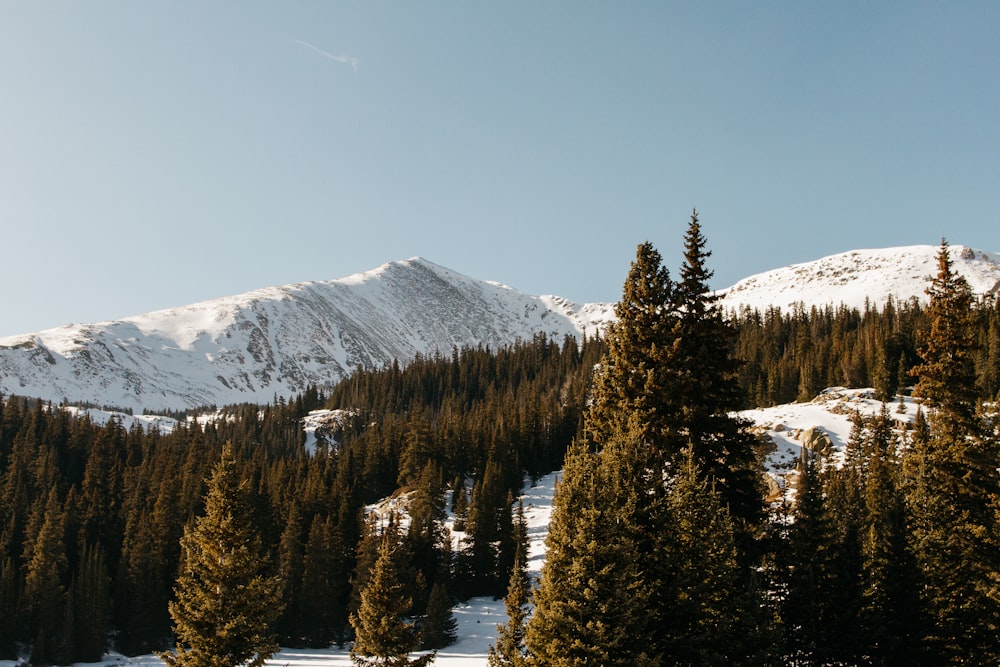 montanha coberta de neve e árvores