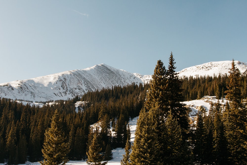 Montaña y árboles cubiertos de nieve