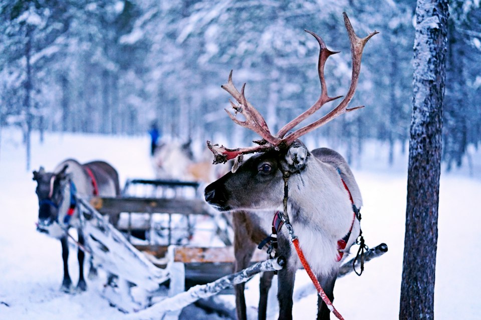 A harnessed reindeer standing in a snowy forest beside a sleigh, ready for a ride