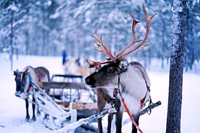 reindeer pulling sled reindeer teams background