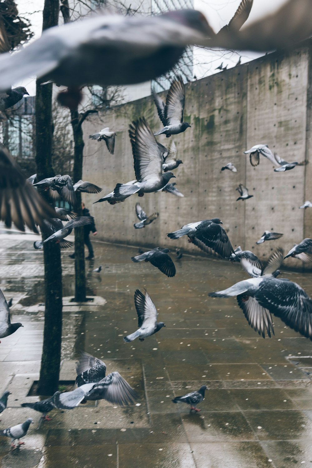 Foto de un pájaro volando cerca del pavimento y la pared