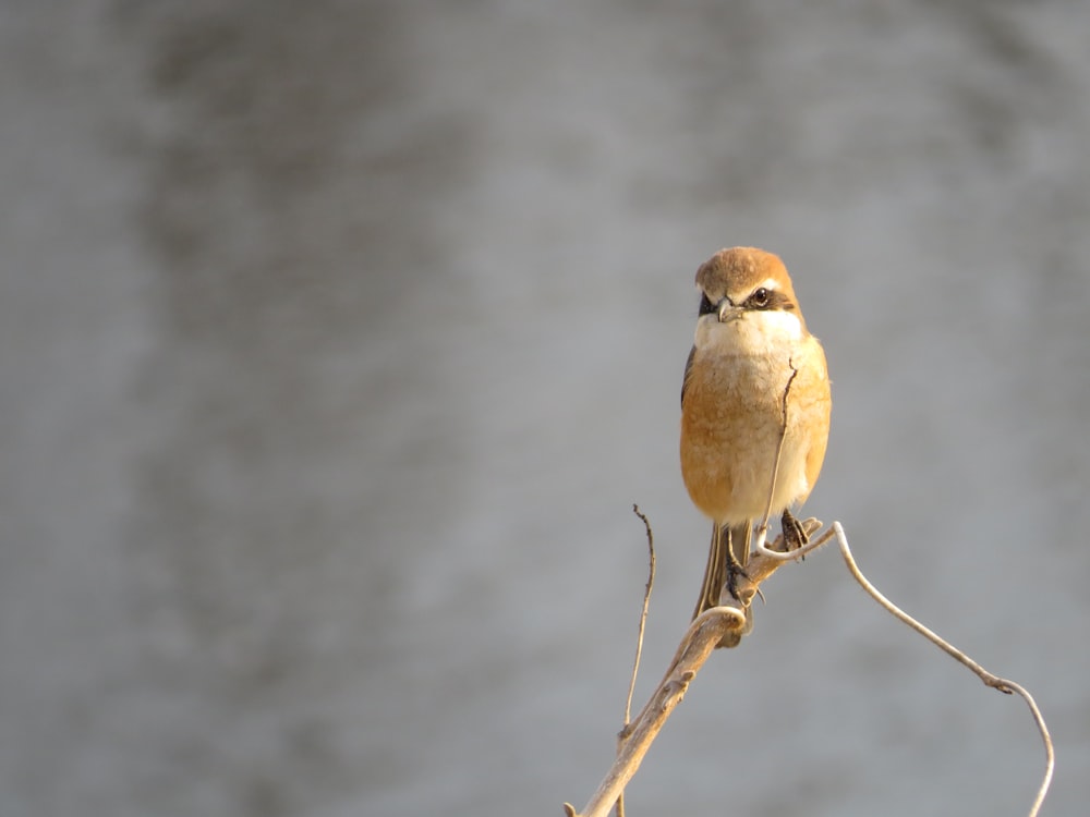 brown bird on brown twigs in closeup phtography