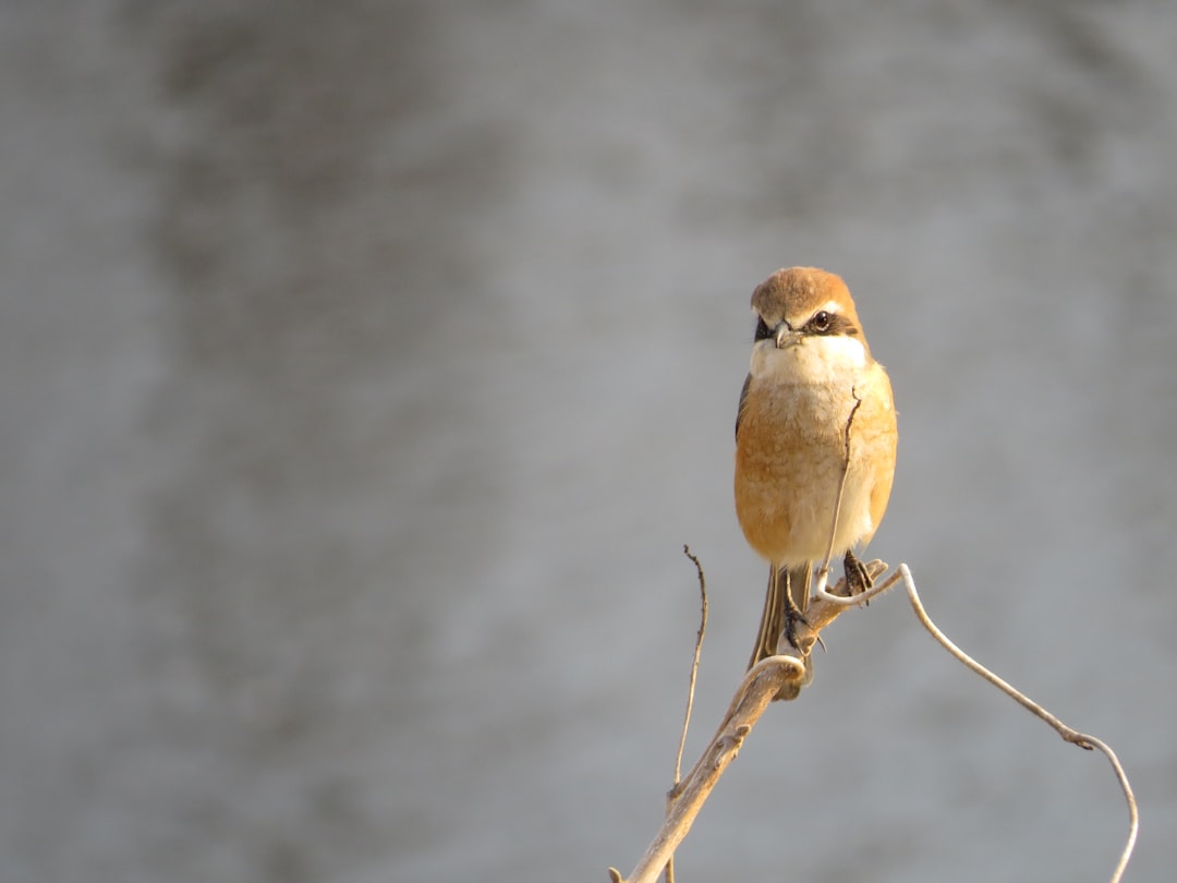 Wildlife photo spot Yamoto River Shinjuku City