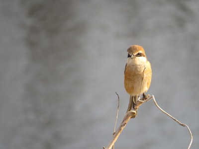 brown bird on brown twigs in closeup phtography