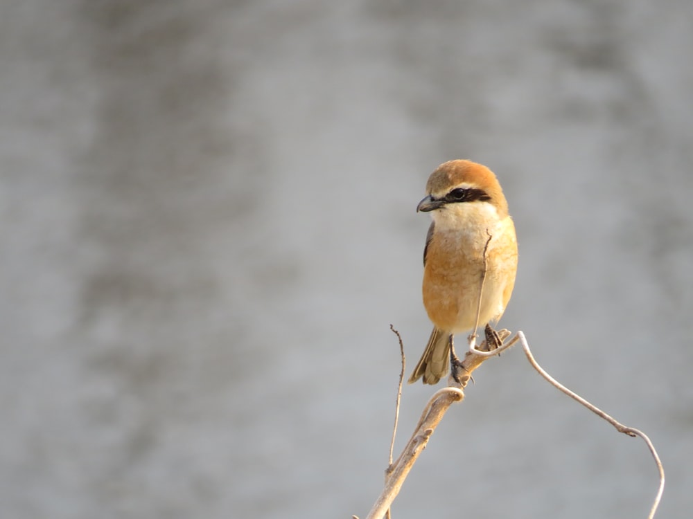 Prise de vue macro d’un oiseau jaune