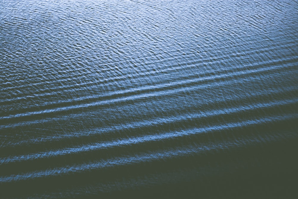 大きな水域の上に浮かぶボート