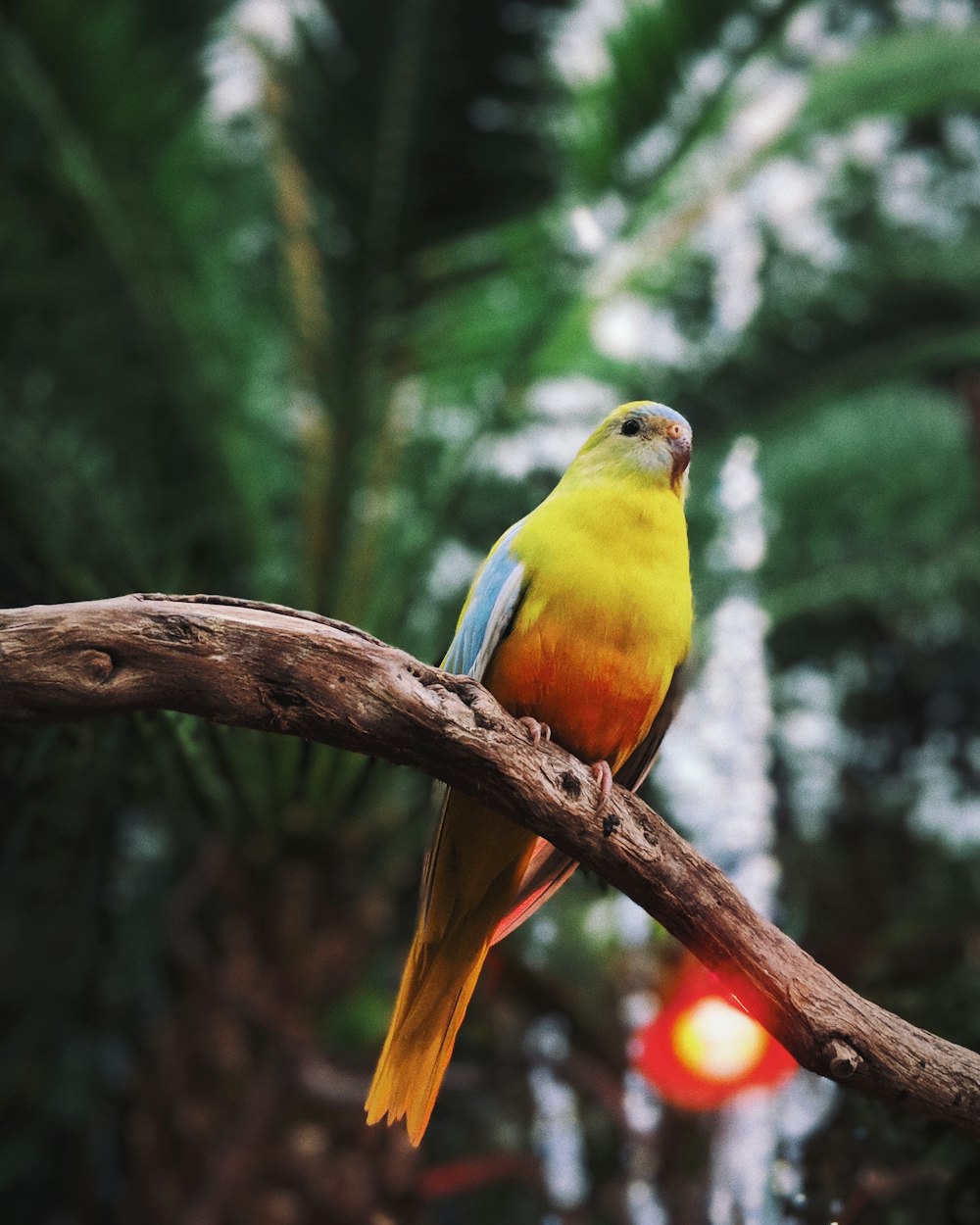 gelber und orangefarbener Vogel auf Baum