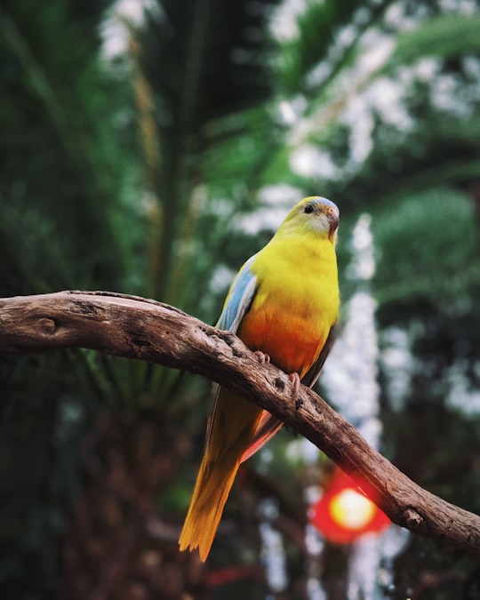 yellow and orange bird on tree in Bloedel Conservatory Canada