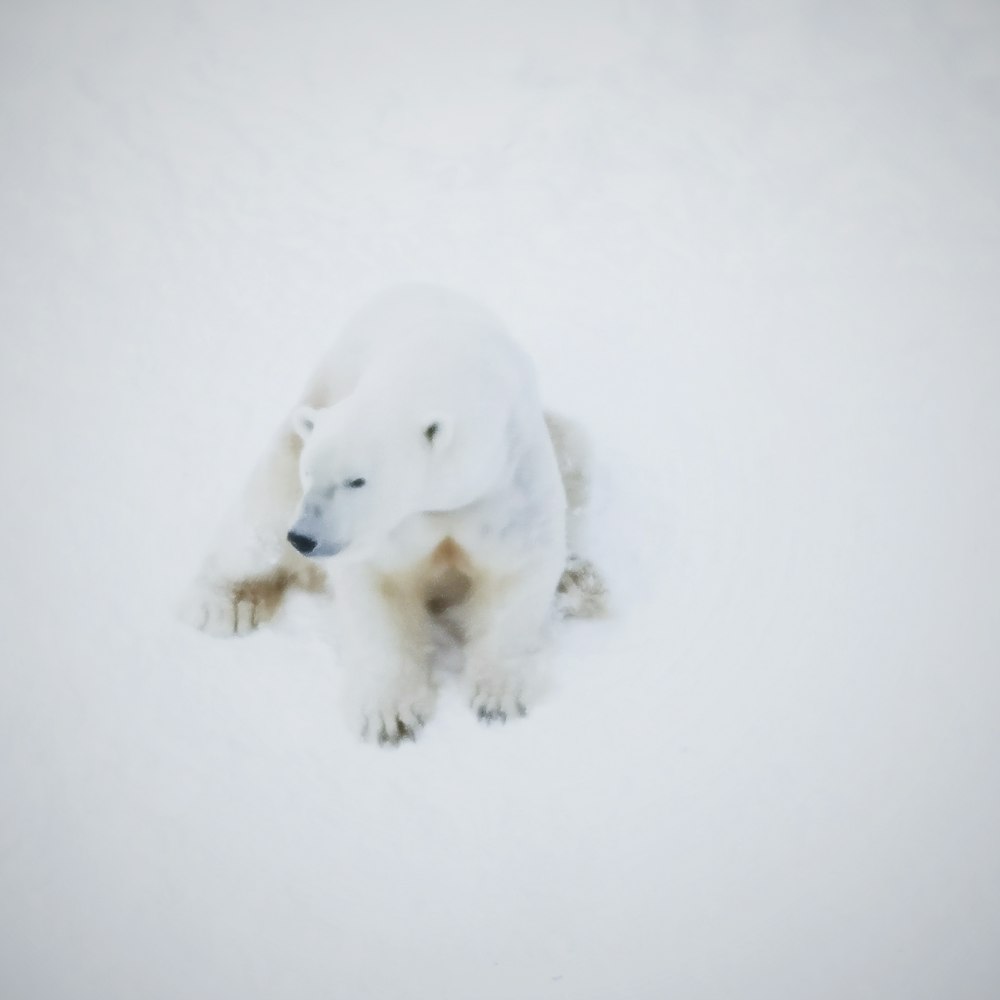 Urso polar em terra coberta de neve