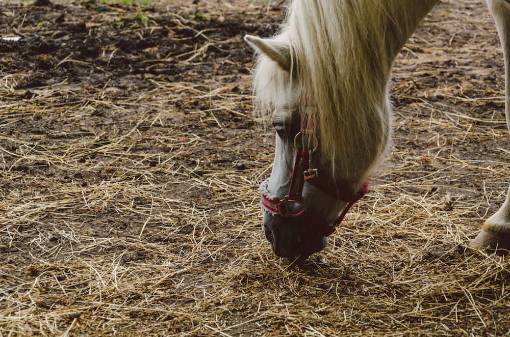 cheval mangeant de l’herbe