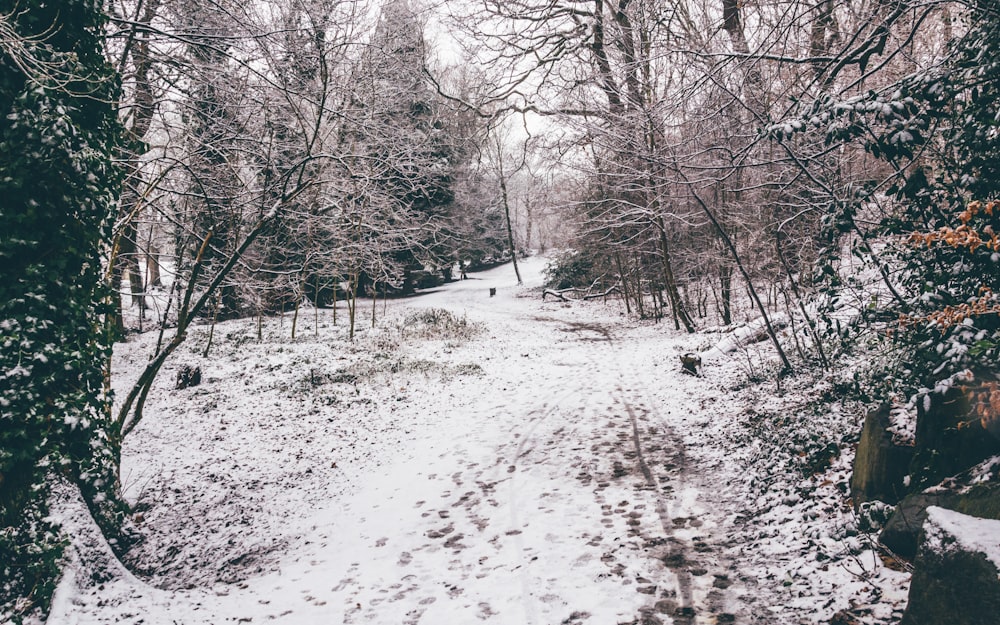 snow covered pathway between trees