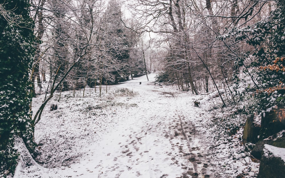 caminho coberto de neve entre árvores