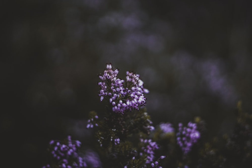 purple petaled flowers