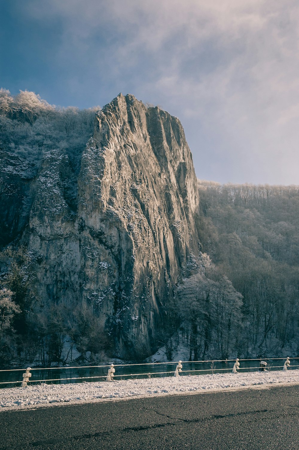 landscape shot of trees