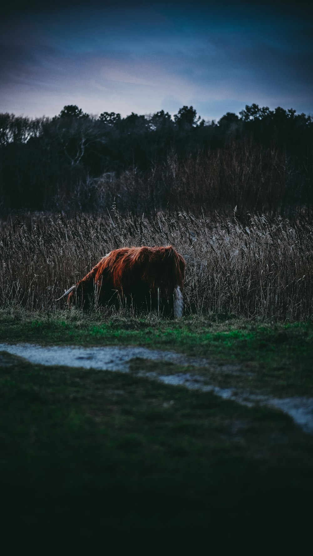 yak broutant le champ d’herbe