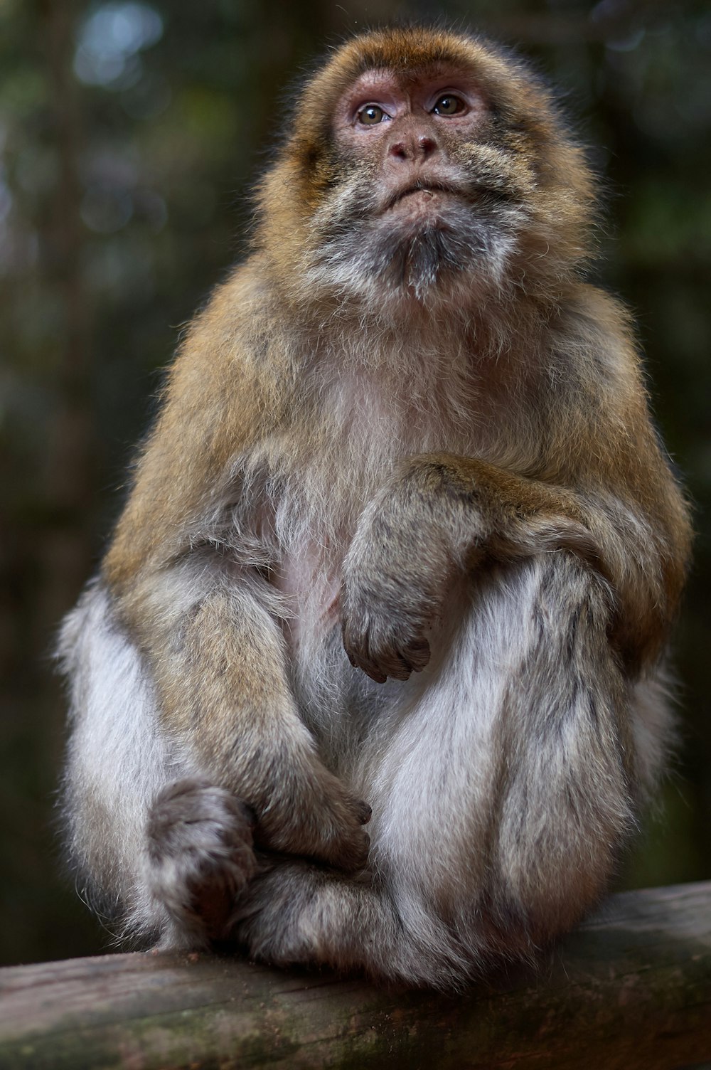 closeup photo of primate