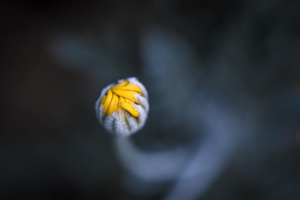 yellow flower bud in macro shot