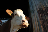 A farmer gently checking his cow's health in a sunlit barn.